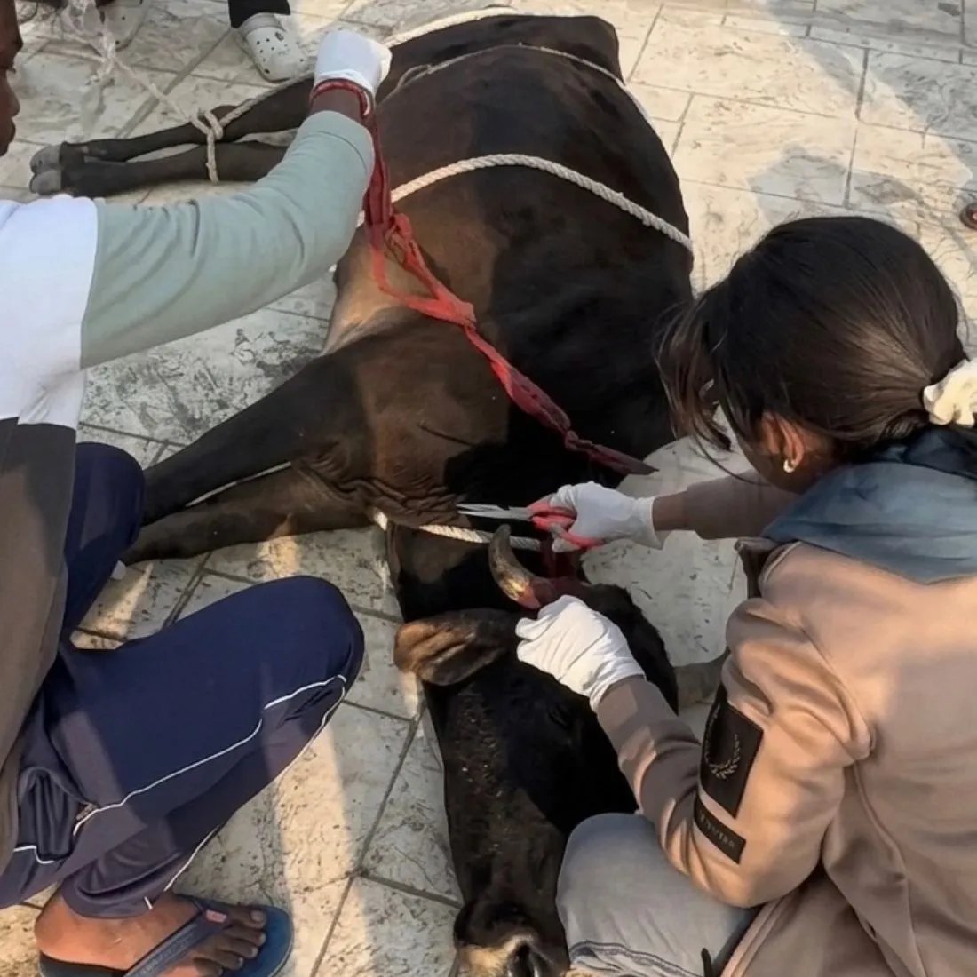 Animal Medical Care in Ayodhya